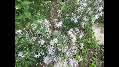 Sweet Perfume Fringed Dianthus July 2021