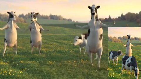 Funny Cow Dance