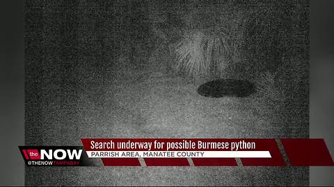 Search underway for possible Burmese python