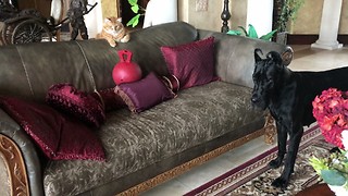 Funny Cat Teases Great Danes With Jolly Ball