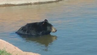 Bear swimming