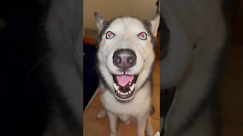 Booping my Husky’s nose