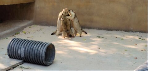 Three groundhogs are fighting