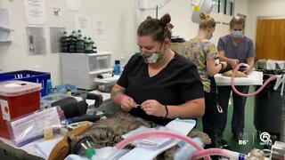 Palm Beach County Animal Control hold spay/neuter event