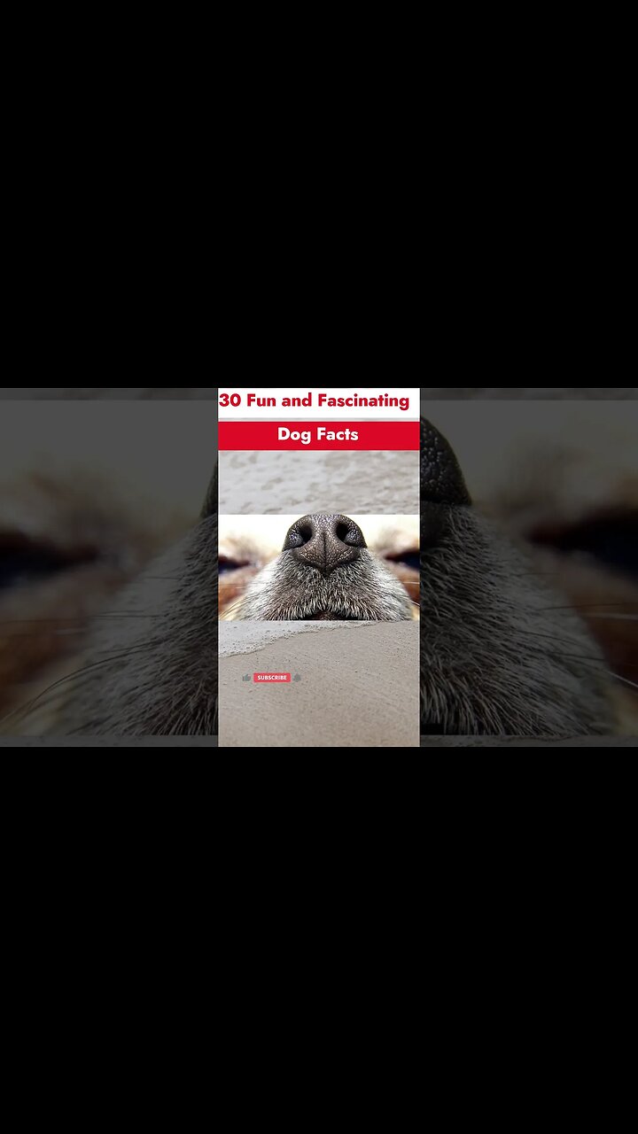 30 FUN AND FASCINATING DOG FACTS visual data 6