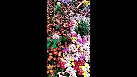 flowers world