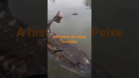 A história do Peixe Esturjão