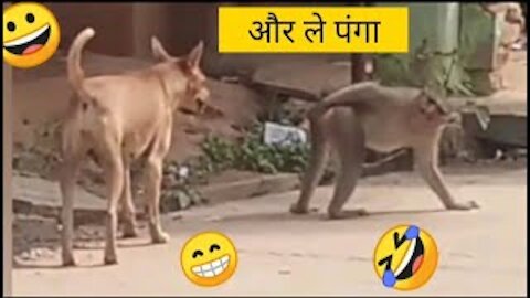 funny dog vs monkey video ll funny video ll comedy videos ll zili funny video ll funny tik tok video