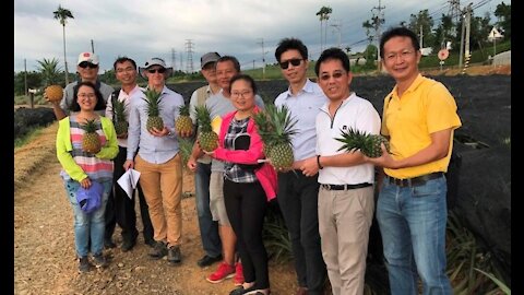 🔴 Cómo Taiwán ganó una 'guerra de la piña' contra el régimen chino