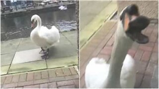 Cisne irrita estudante em universidade!