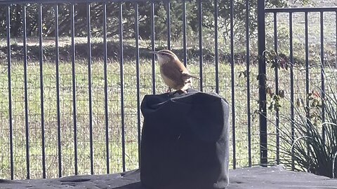 Carolina Wren’s Morning Wake-Up Call