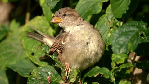 "Can Somebody Glue This Back On Me?" House Sparrow Regrets Plucking a Feather