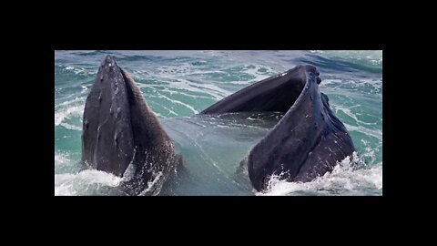 How do whales eat? #shorts #Whalenetmouth #whalesintop #whaleseating