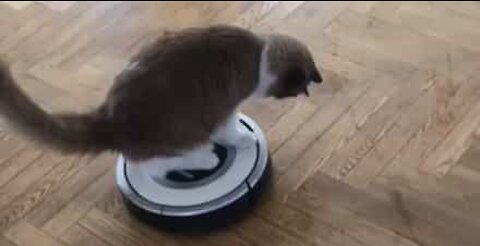 Kat tager en køretur på en Roomba