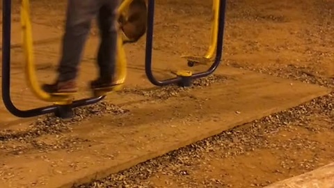 Loyal Pooch Balances On A Swing As Owner Works Out