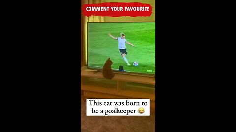 funny cats videos😂