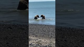 Grizzly Bear Fight