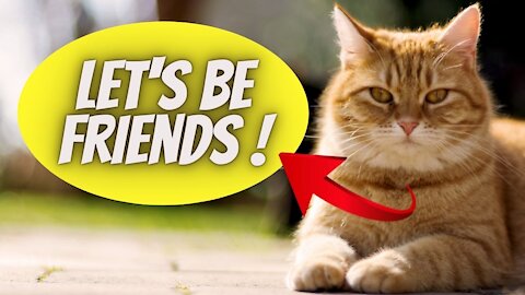 Funny and Cute Cat's Life 👯😺 Cats and Owners are the best 2021