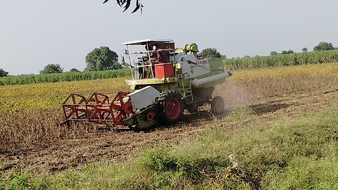 soya harvesting