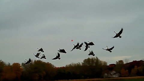 Urban Sod Field Goose Hunt 2020