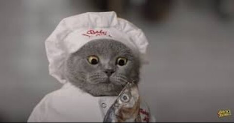 Amazing Cat Cooking Show!