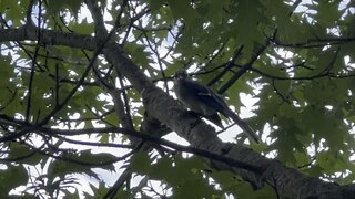 Fledgling Blue Jay