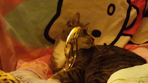 Trophy Cat Won't Give It Back