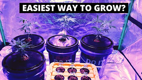 Easiest And Simplest Way To Grow Weed - Hydroponic Kratky Method