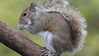 Squirrel causes chaos in kitchen