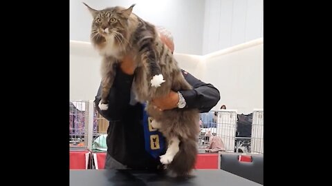 TRY NOT TO SMILE Big Furry Cat getting Inspected