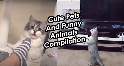 Cute Pets And Funny Animals Compilation 16 Pets Garden Special for Pet Lovers Like You