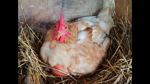 Chicken coop in winter