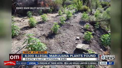 4,000 illegal marijuana plants found in Death Valley raid