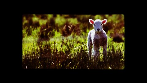 The Lamb by William Blake