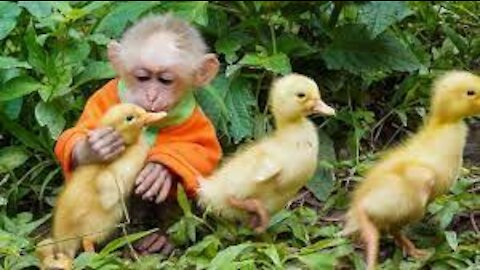 Baby monkey helps dad take care of ducks and kiss ducks