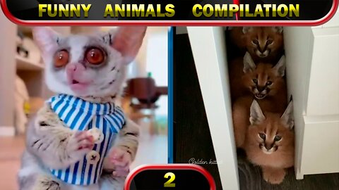 Funny Animals 2022 January 😂 Cats 😂 Dogs 😂 Cute Animals 😂 Compilation 2