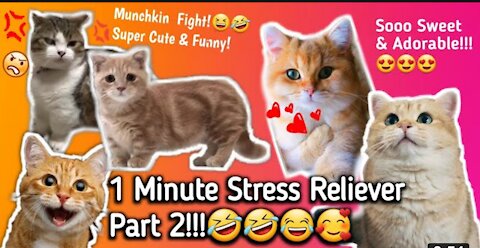 EXTREMELY FUNNY ADORABLE MUNCHKIN CATS FIGHTING! SUPER CUTE & SWEET CATS PLAYING VIDEOS