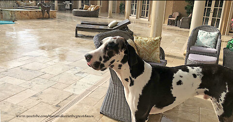 Harlequin Great Dane Watches Florida Sun Shower