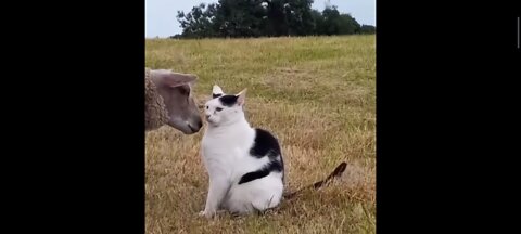 Sheep and cat romance - romantic moment - animalden