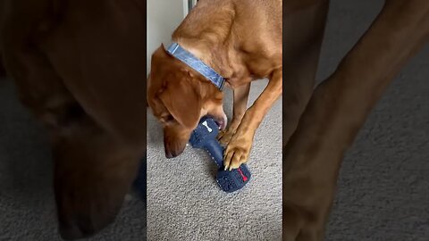 Rusty loves this dog puzzle! Hasn’t destroyed it in 2 years. #foxredlab #labrador