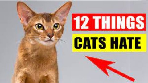 12 Things Cats Hate the Most