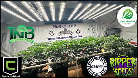 Ripper Seeds GMO x Animal Cookies in RDWC Time for IPM and flip the lights.