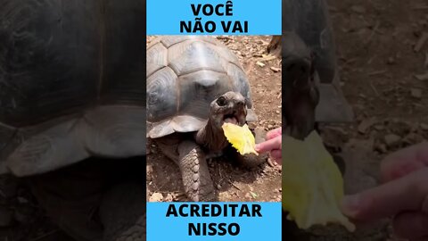 Sério, O QUE É ISSO ? VOCÊ NÃO ACREDITARÁ ! # 21