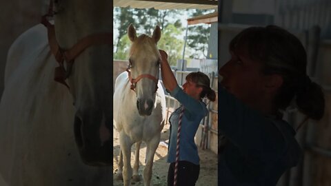 #Shorts #Animals #Horse #Adorable #Lovable #Peace #Caring #Affection #Benevolent