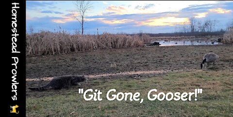 Homestead Cats Defend Driveway Against Pooping Geese and Deer