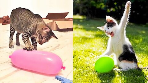 Cutest Cats vs Balloon Funny Cats Playing with Balloon | Funny Animals