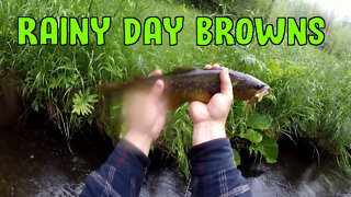 Rainy Day Browns