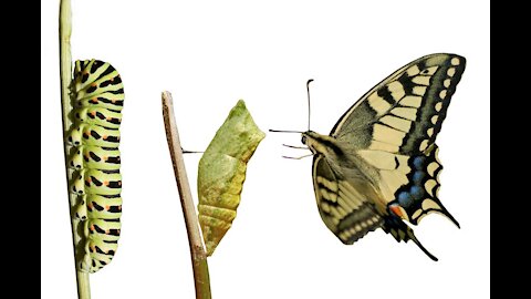 Amazing! Butterfly Emerges From Its Cocoon