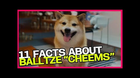 11 facts about Balltze, the Shiba Inu CHEEMS meme