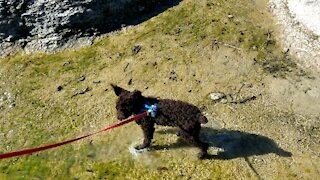 Dogs do love water